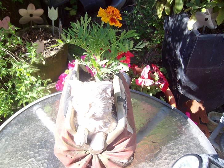 Vintergækker og Anemoner  billede 58