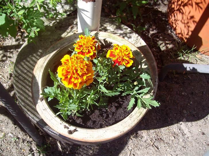 Vintergækker og Anemoner  billede 59