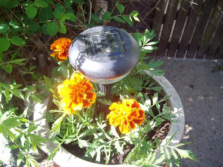 Vintergækker og Anemoner  billede 60