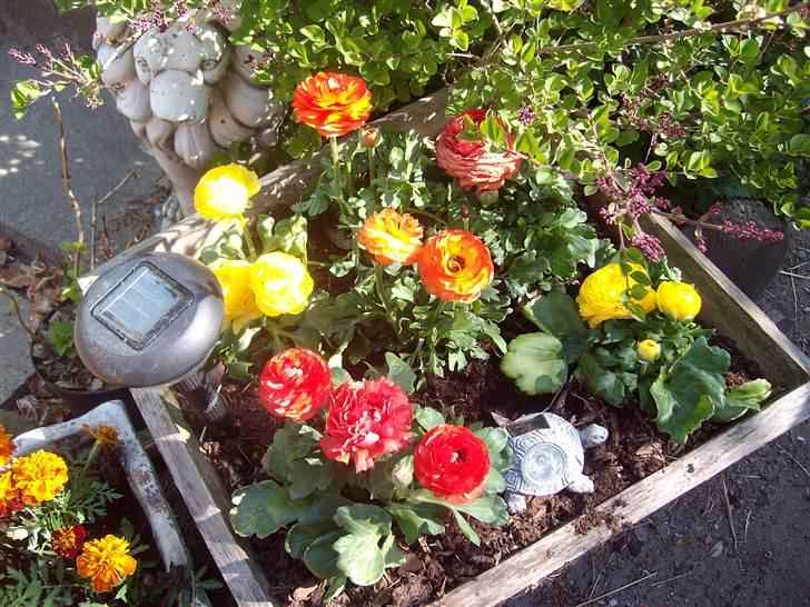 Vintergækker og Anemoner  billede 61