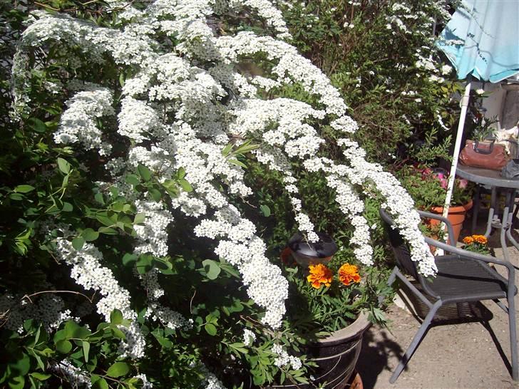 Vintergækker og Anemoner  billede 62