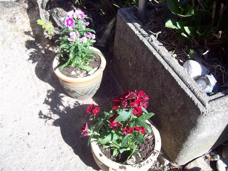 Vintergækker og Anemoner  - Nelliker , de er så smukke  billede 63