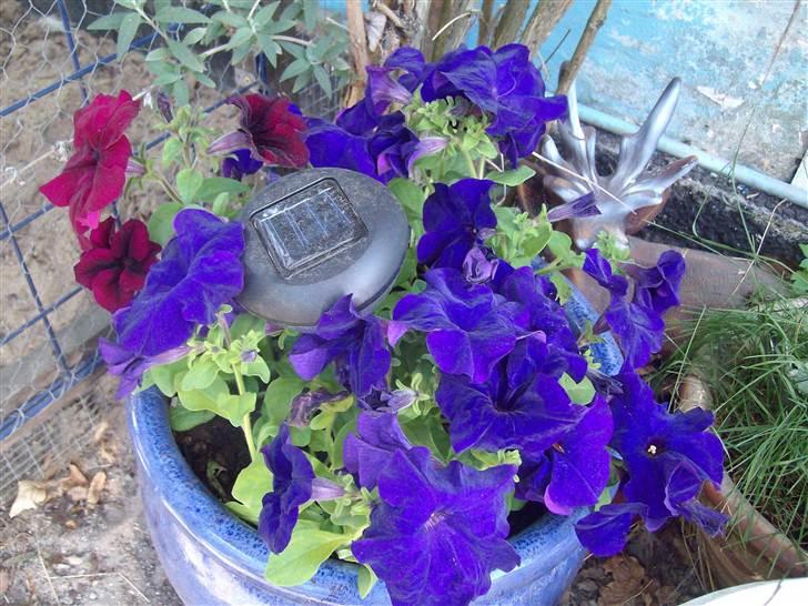 Vintergækker og Anemoner  - Petuniaer  billede 64