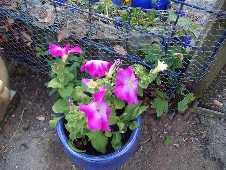 Vintergækker og Anemoner  billede 65