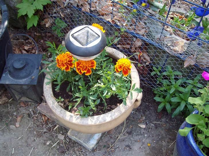 Vintergækker og Anemoner  - Tagetes  billede 66