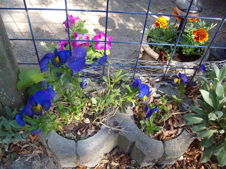 Vintergækker og Anemoner  billede 67