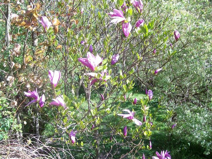 Vintergækker og Anemoner  - Mit andet tulipantræ ( Magnolia ) billede 68