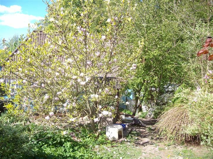 Vintergækker og Anemoner  billede 70