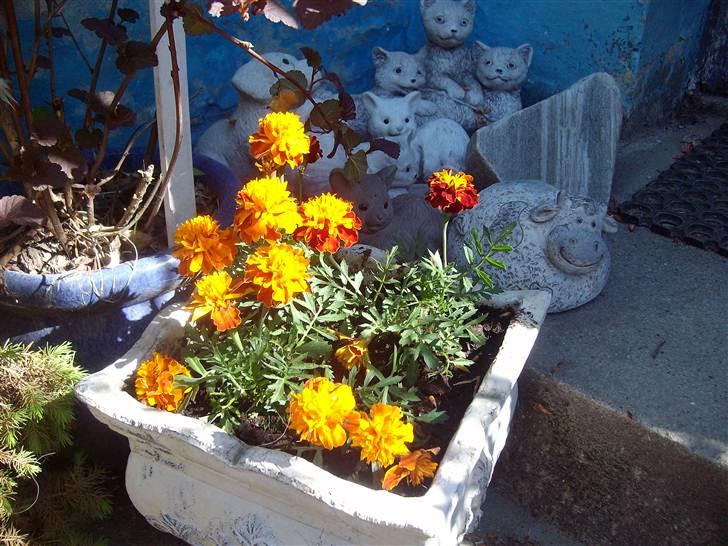 Vintergækker og Anemoner  billede 71