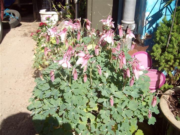 Vintergækker og Anemoner  billede 72