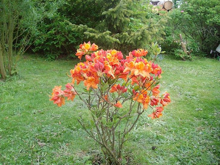 Vintergækker og Anemoner  billede 73