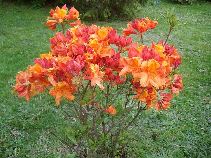 Vintergækker og Anemoner  - Min smukke Rhododendron  billede 74