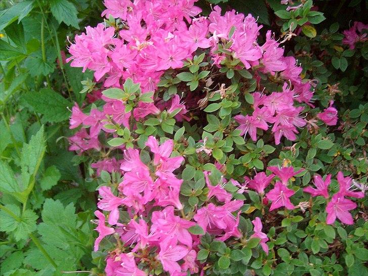Vintergækker og Anemoner  - Endnu en Rhododendron  billede 75