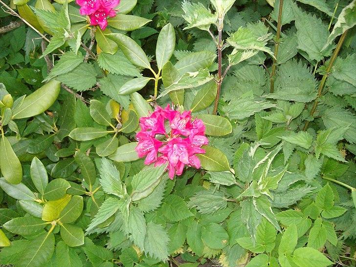 Vintergækker og Anemoner  billede 76