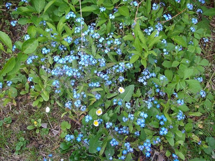 Vintergækker og Anemoner  - Tusindfryd  billede 77