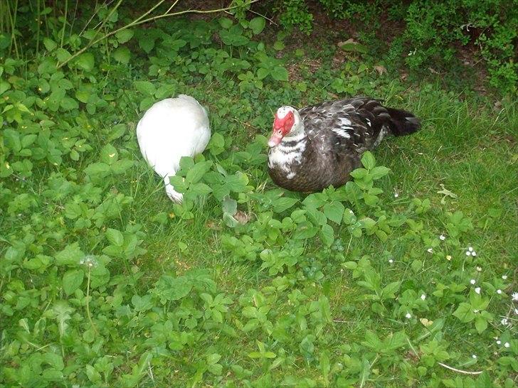 Vintergækker og Anemoner  - Moskus ænder billede 78