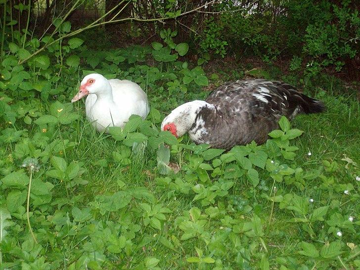 Vintergækker og Anemoner  billede 79