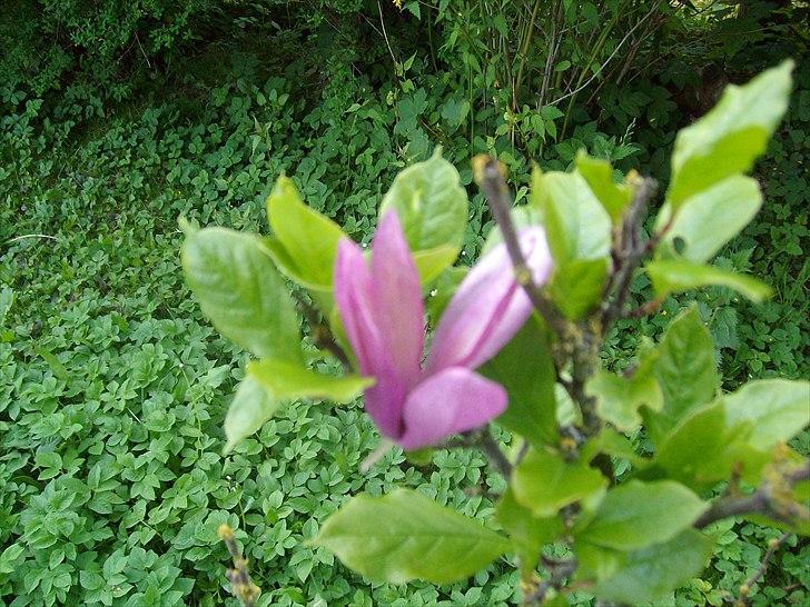 Vintergækker og Anemoner  billede 80