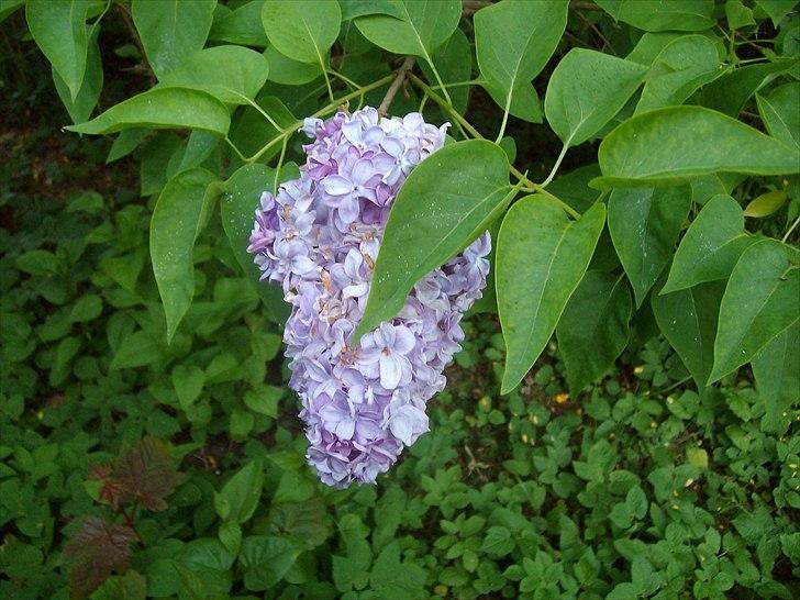 Vintergækker og Anemoner  - Syren billede 81