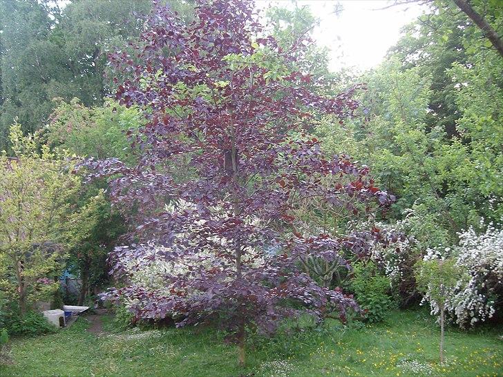 Vintergækker og Anemoner  - Vores rødbøg som jeg fik i fødselsdags gave for fem år siden  billede 82