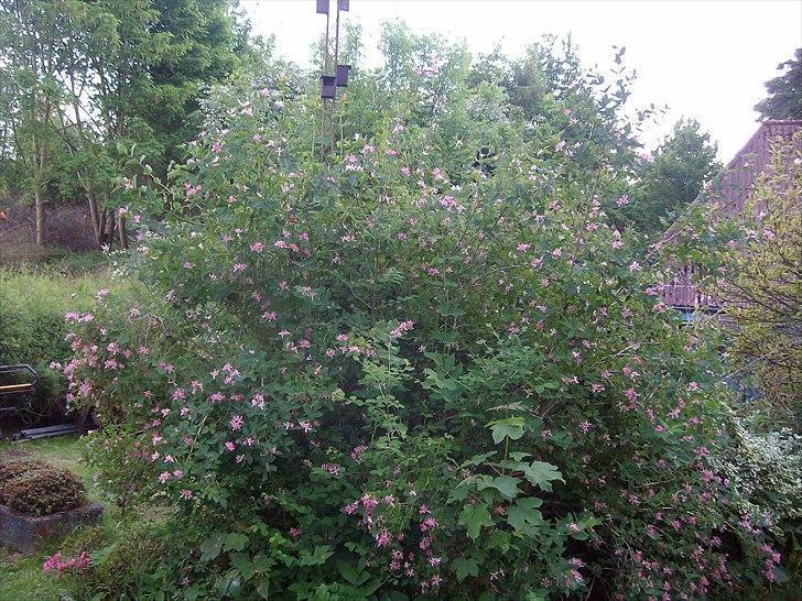 Vintergækker og Anemoner  - Dronningebusk  billede 83