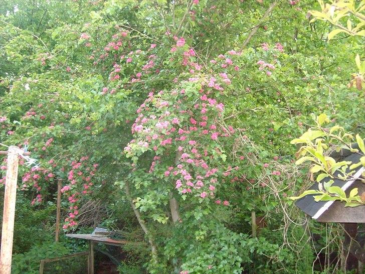 Vintergækker og Anemoner  - Rødtjørn  billede 84