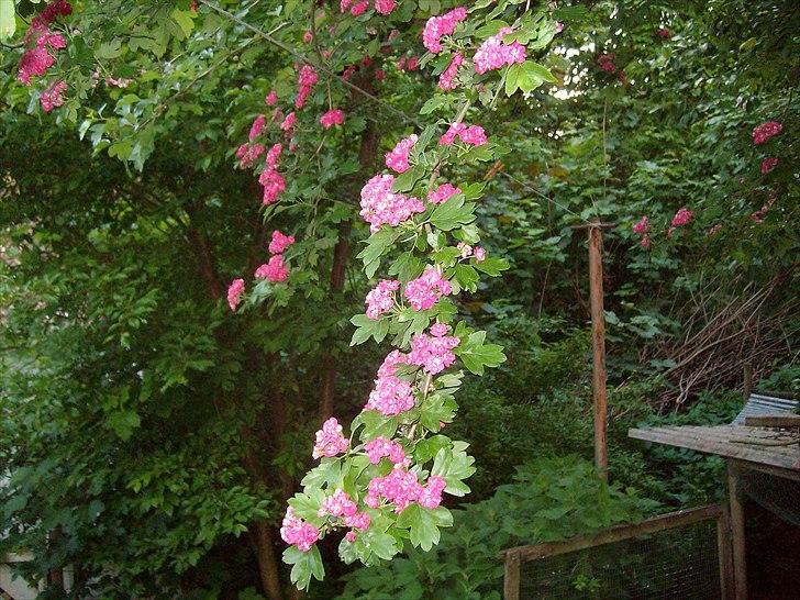 Vintergækker og Anemoner  - Rødtjørn  billede 85