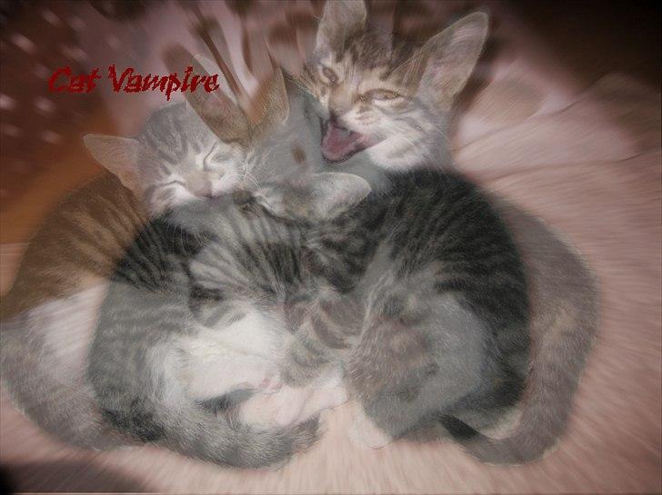 foto sjov :P - redigerede billeder - Foto af Silkes killinger. "vampyren" er Chloe billede 1
