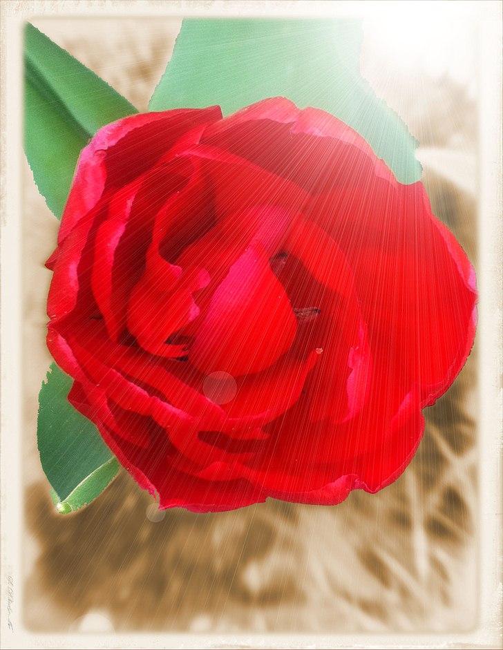 foto sjov :P - redigerede billeder - Foto af en tulipan, som lignede lidt en rose billede 3