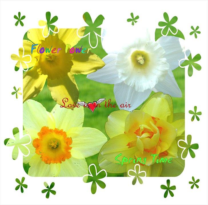 foto sjov :P - redigerede billeder - foto af forskellige forårsblomster i haven  billede 5