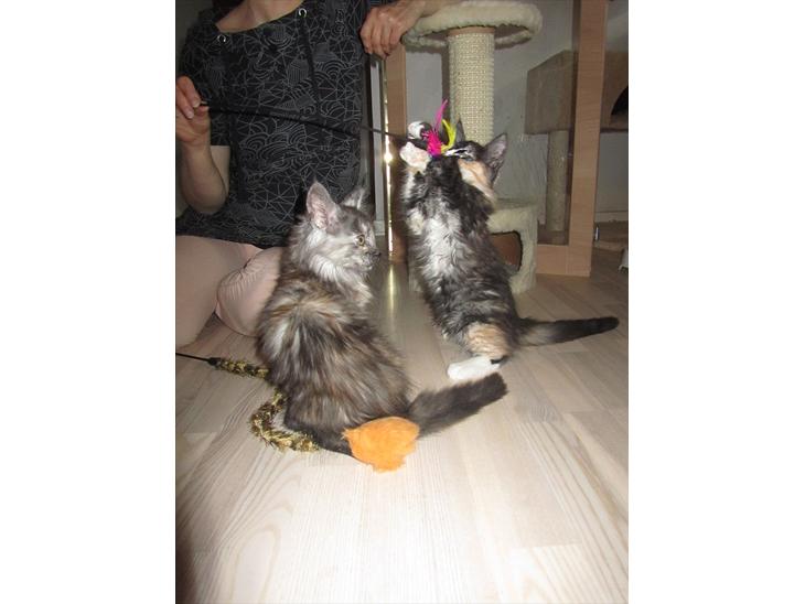 Min nye avlspige Peony.. 7 juni 2011 billede 0