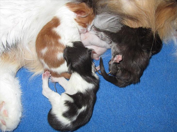 {{currentPhoto.altText}} billede {{currentPhoto.number}}