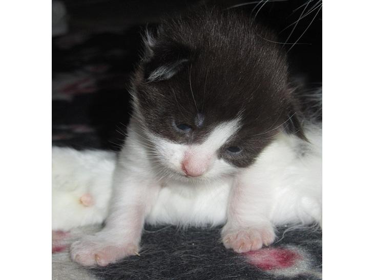 Mit smukke C kuld. 23 juni 2011 billede 0
