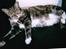 Minde album Bamse .R.I.P. - Bamse
