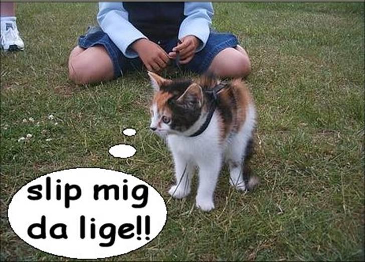 Manipulerede billeder (for andre) - Lavet for Cathrine B billede 2