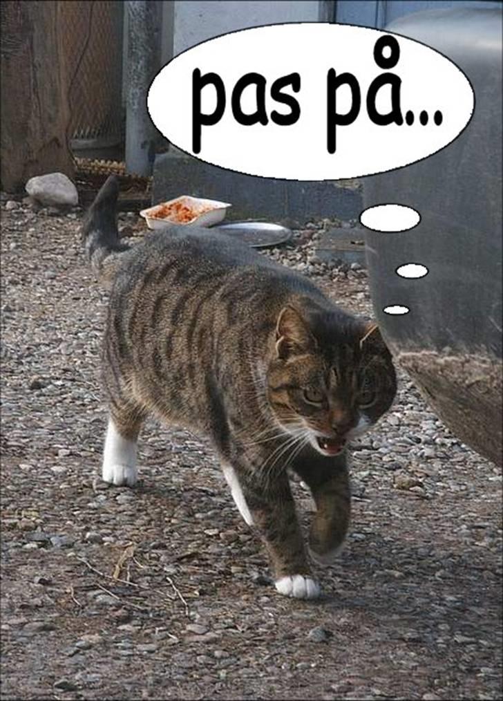 Manipulerede billeder (for andre) - Lavet for Cathrine B billede 6