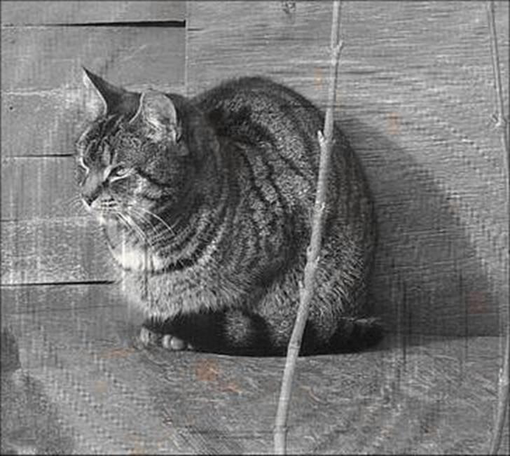 Manipulerede billeder (for andre) - Lavet for Cathrine B billede 8