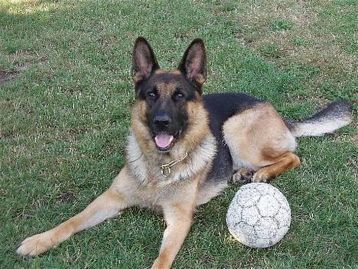 Min schæferhund billede 12