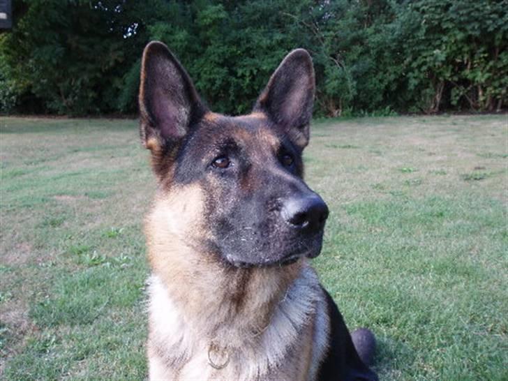 Min schæferhund billede 13