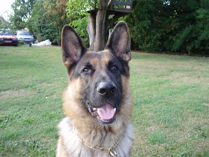 Min schæferhund billede 14