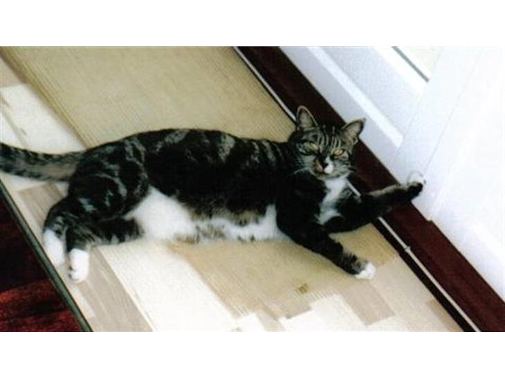 Minde album Bamse .R.I.P. - Ja her var hun så min gammel kat på 13år, hun døde d 24/3-07 hun vil altid være savnet... billede 0