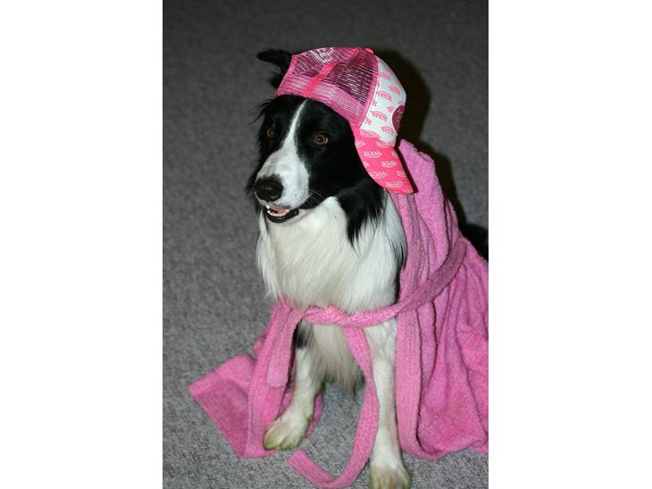 Min Hund Tarco billede 2