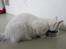 Min Obelix<3