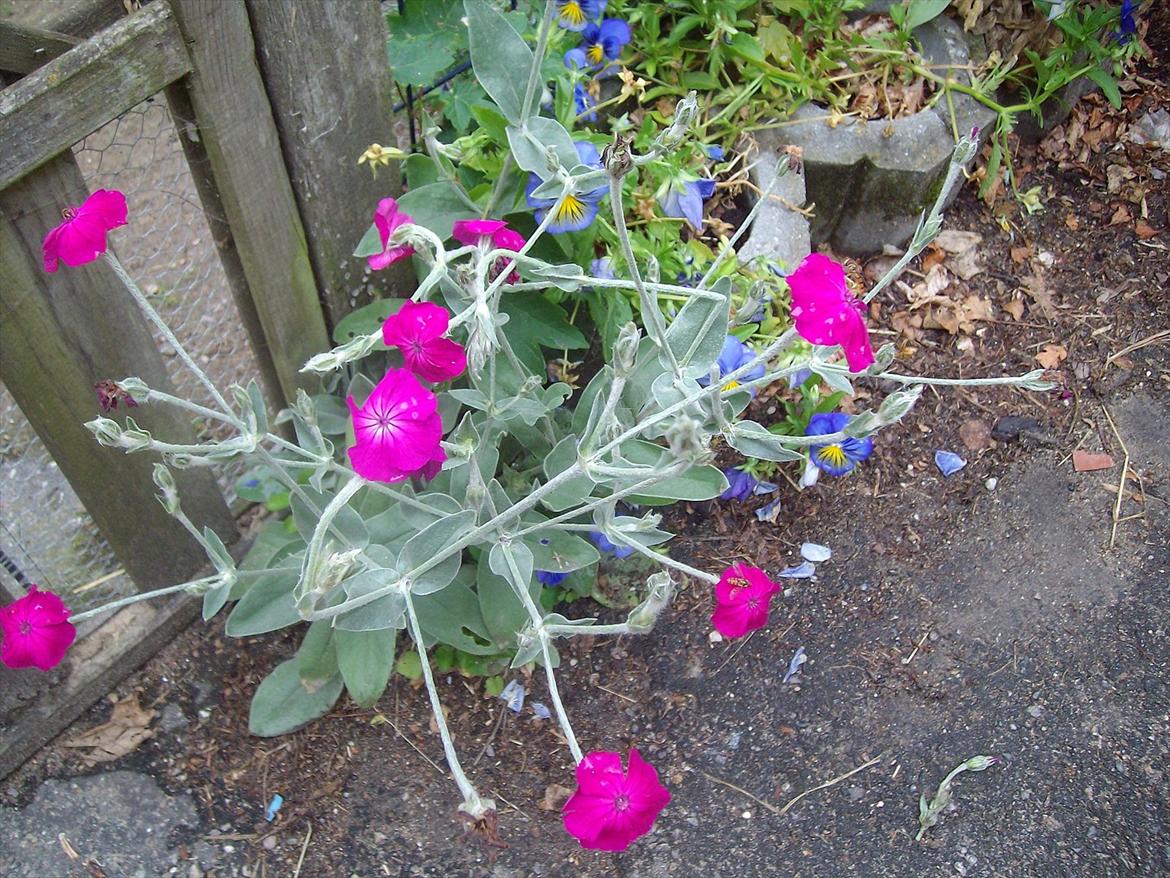 Vintergækker og Anemoner  billede 86