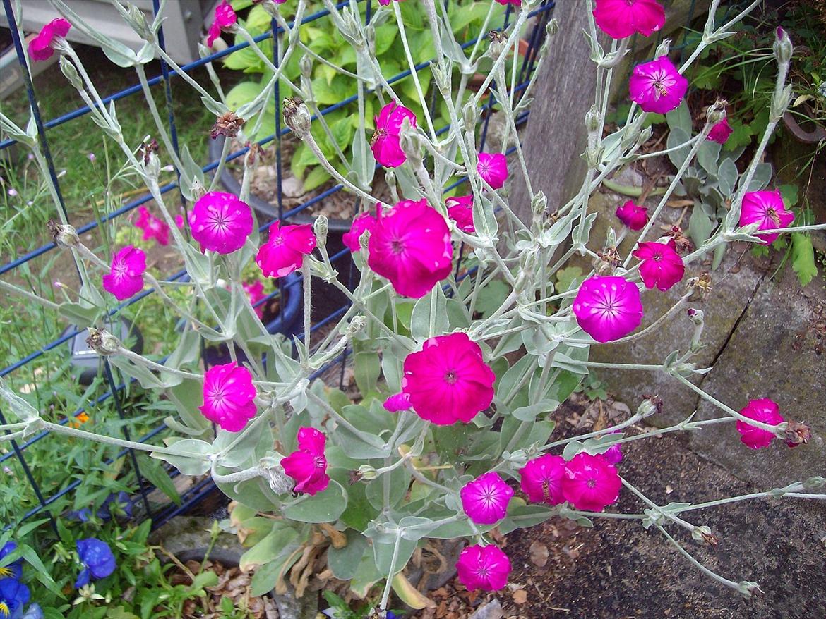 Vintergækker og Anemoner  - æseløre  billede 87