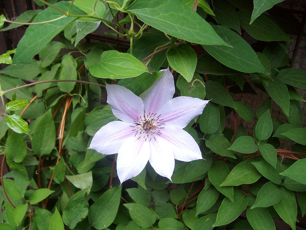 Vintergækker og Anemoner  billede 88