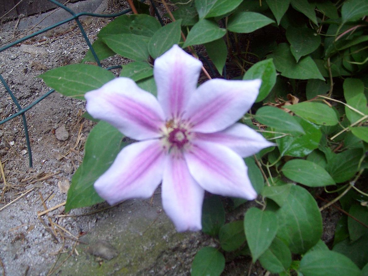 Vintergækker og Anemoner  billede 89