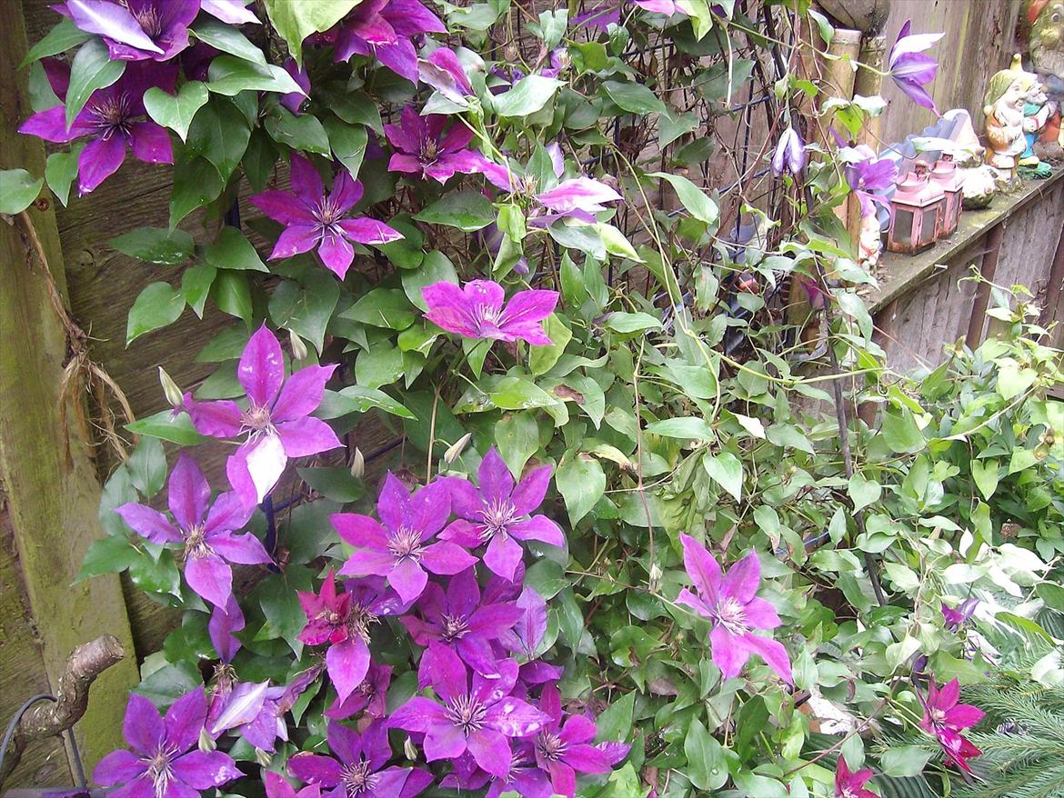 Vintergækker og Anemoner  billede 90