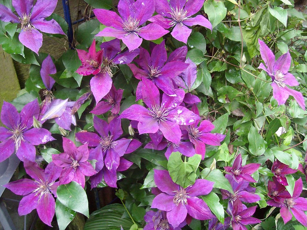 Vintergækker og Anemoner  - Mine smukke blomster  billede 2