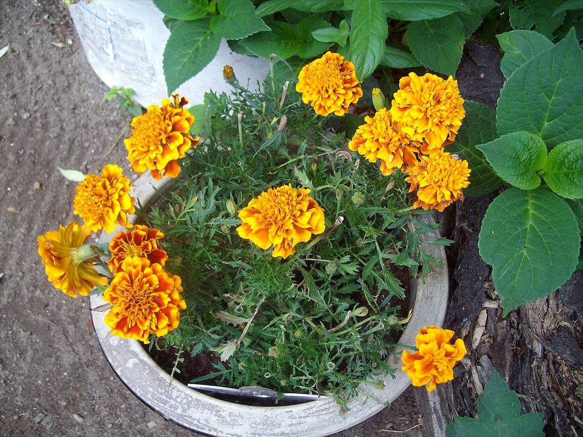 Vintergækker og Anemoner  - Taggetes  billede 91